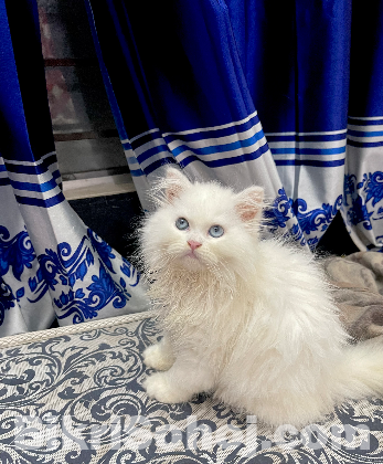 Blue eyes female persian